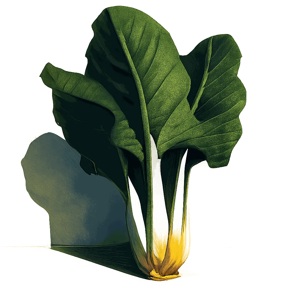 Swiss chard